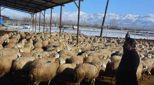 Niğde'de koyunlar ölü yavru dünyaya getirdi
