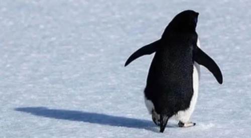 Nihilist penguen nedir, neden viral oldu?