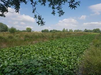 Nilüfer Vadisi Ziyaretçilerini Bekliyor

