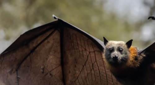 Nipah Virüsü Alarmı: Yüksek Ölüm Oranı, Sessiz Yayılım ve Küresel Risk