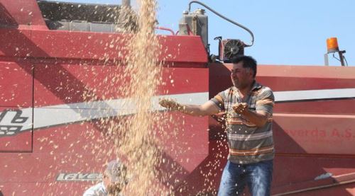 Nohut çiftçinin yüzünü güldürdü