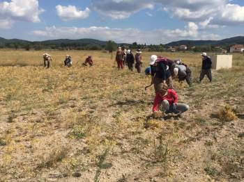 Nohut Üretiminde Kuraklık Etkisi
