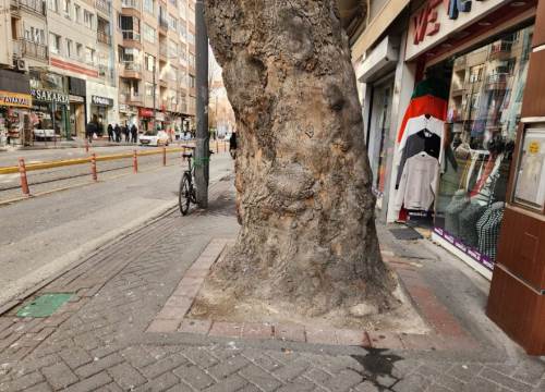 O ağaçlar Eskişehir'in doğal mirası