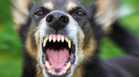 O ilçede kuduz paniği yaşanıyor!