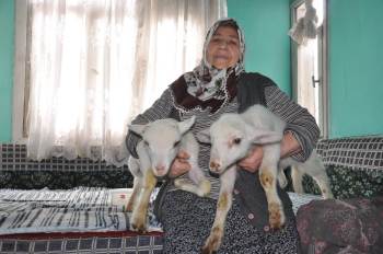 O Nine Kuzularının Hikayesini Anlattı
