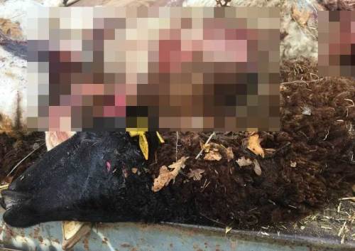 O söz gerçek oldu: Sürüden ayrılanları kurt kaptı