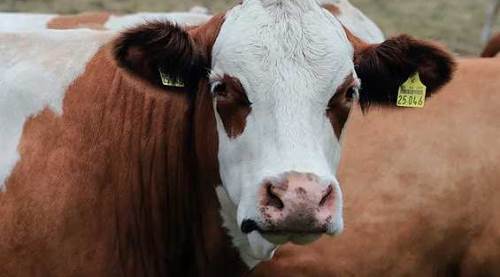Odunpazarı kurban bayramında ücretsiz hizmet verecek