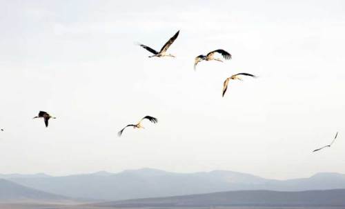 OEDAŞ 3.500 elektrik direğini güvenli hale getirdi!