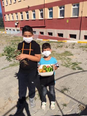 Öğrenciler, Yetiştirdikleri Ürünleri Hasat Etti
