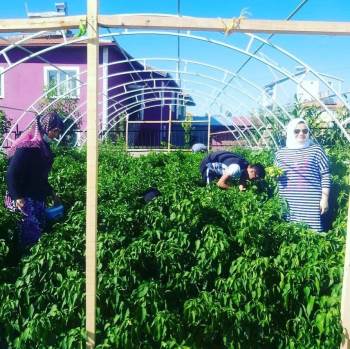 Okul Bahçesinde Yetiştirilen Ürünlerin Hasadı Başladı
