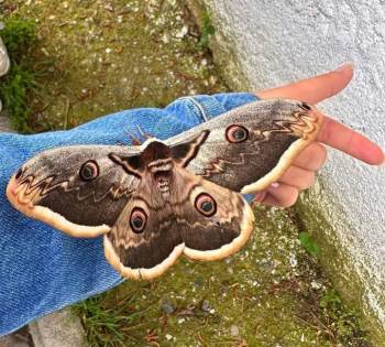 Okulda Dev Tavus Kelebeği Heyecanı
