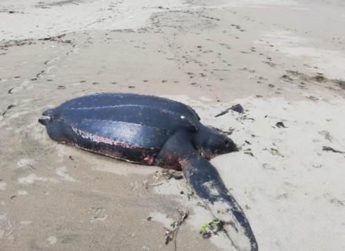 Okyanusların şampiyonu Türkiye kıyılarında ölü bulundu