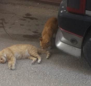 Ölen Yavrusunun Başında Adeta Ağladı
