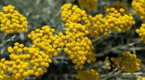 Ölmez çiçeği egzamaya iyi gelir mi?