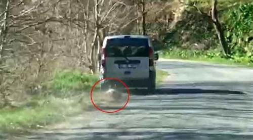Ölü köpeği 2 kilometre aracının arkasında sürükledi