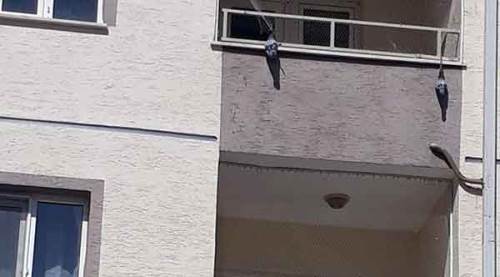 Ölüleri günlerdir balkonda asılı duruyor
