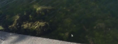 Önce bıçakladılar, sonra denize attılar