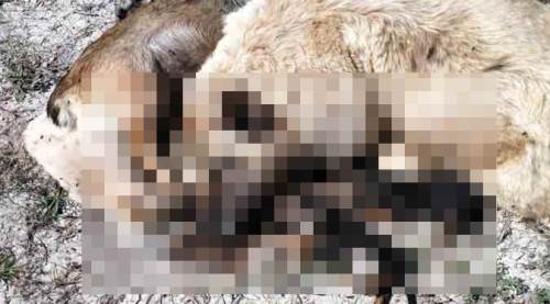Onların yaşam hakkı ne olacak?