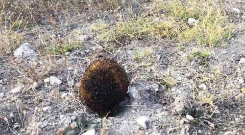 Onu böyle buldular, kafasına su döktüler