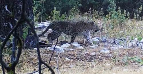 Onu görmek bir mucize: Türkiye'de kaydedildi!