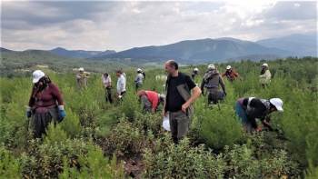 Orman Bölge Müdürlüğünün Seyreltme Çalışmaları
