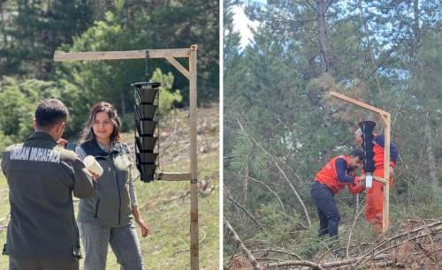 Orman sağlığını tehdit eden böceğe karşı tuzaklı çözüm