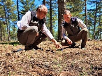Orman Sahalarında Doğal Gençleştirme Çalışmaları
