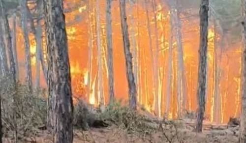 Orman yangını sonrası sendikadan çarpıcı çıkış: Önlem alınsaydı yaşanmazdı