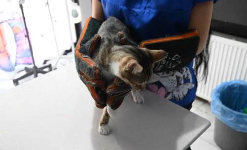 Orman yangınlarında yaralanan hayvanlara ilk yardım nasıl yapılır?