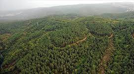 Orman yolu yaptırılacaktır