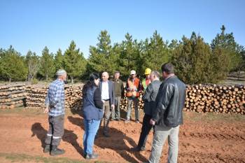 Ormanda Gençleştirme Çalışması
