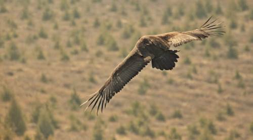 Ormanda ilginç keşif: Yunanistan'dan, Eskişehir'e...