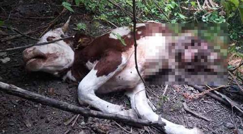 Ormanda korkunç görüntü! Böyle buldular...