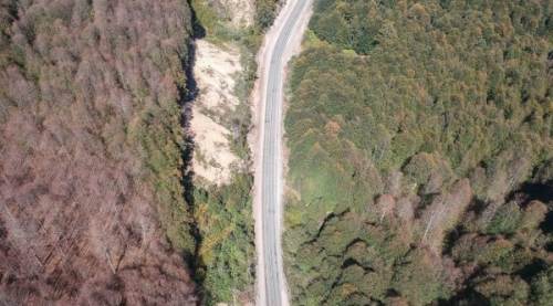 Ormanı istila eden tırtıllar yolu da aşarak yayılıyor