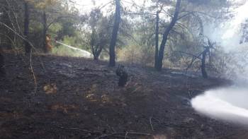 Ormanlık Alanda Çıkan Yangında 5 Dönümlük Alan Zarar Gördü
