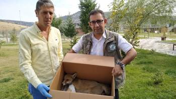 Ormanlık Alanda Yaralı Olarak Bulunan Kızıl Tilki Tedavi Altına Alındı
