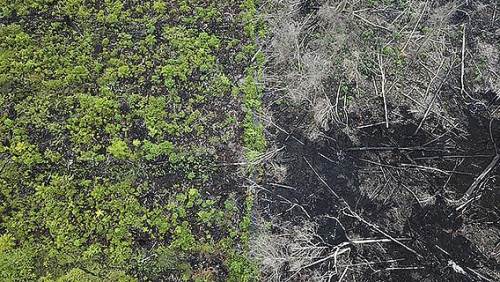 Ormansızlık her yıl 28 bin can alıyor!