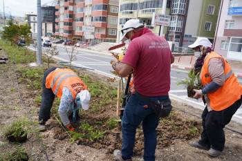 Orta Refüjlerde Bitki Ve Ağaçlandırma Çalışması
