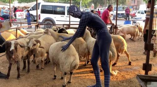 Örümcek Adam da kurbanlığını aldı...