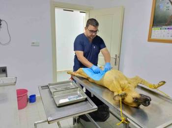 Osmaneli Belediyesi, Sokak Köpeklerini Kısırlaştırma Çalışmalarını Sürdürüyor
