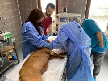 Osmaneli Belediyesi Barınağında İlk Kısırlaştırma Operasyonu
