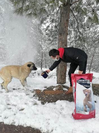 Osmaneli Belediyesi Karlı Havada Sokak Hayvanlarını Unutmadı
