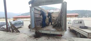 Osmaneli De Çiftçilere Ceviz Fidanı Dağıtımı Yapıldı
