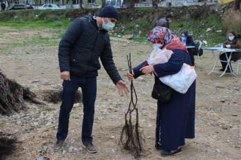 Osmaneli’De Çiftçilere Ceviz Fidanı Dağıtımı Yapıldı
