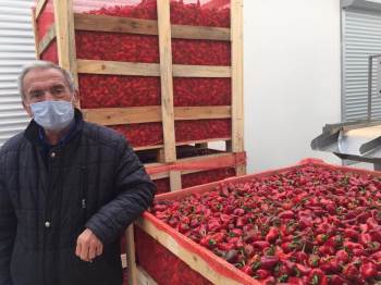 Osmaneli’Den Makedonya’Ya Acı Biber İhracatı Başladı
