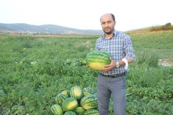 Osmaneli’Nde Bu Yıl 28 Bin Ton Karpuz Hasadı Bekleniyor
