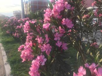 Osmaneli’Nde Peyzaj Ve Çevre Düzenleme Çalışmalarında Sona Gelindi
