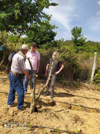 Osmaneli’Nde Sarı Ulak Zeytin Çeşidinin Deneme Aşısı Yapıldı
