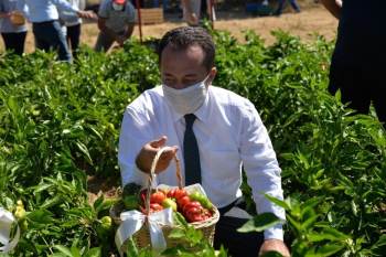 Osmanlı’Dan Miras ’Kamber’ Biberinin Hasadı Başladı
