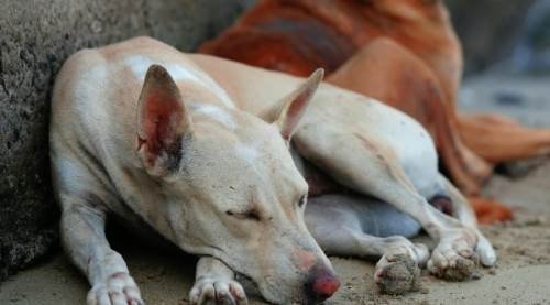 Ötanazi nasıl yazılır? TDK güncel yazım kılavuzuna göre ötanazi mi, ötenazi mi?